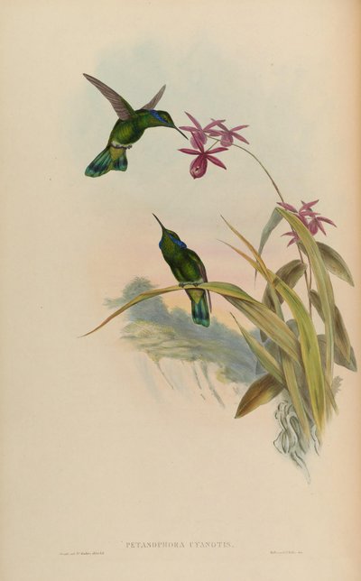 Petasophora cyanotus by John Gould